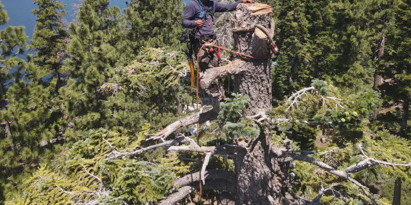 Professional Tree Services in South Lake Tahoe | Good View Tree Service