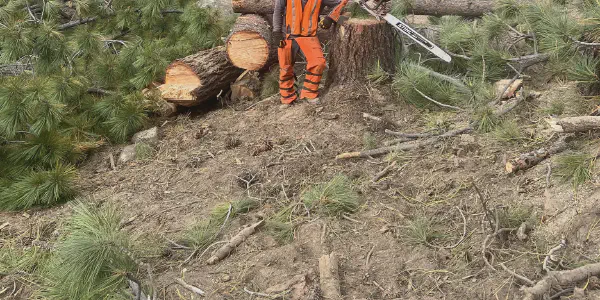 About Good View Tree Service | Tree Care Experts in South Lake Tahoe