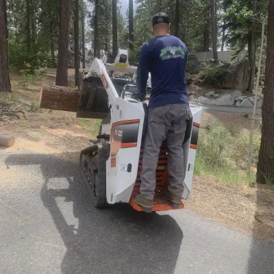 Tree Removal