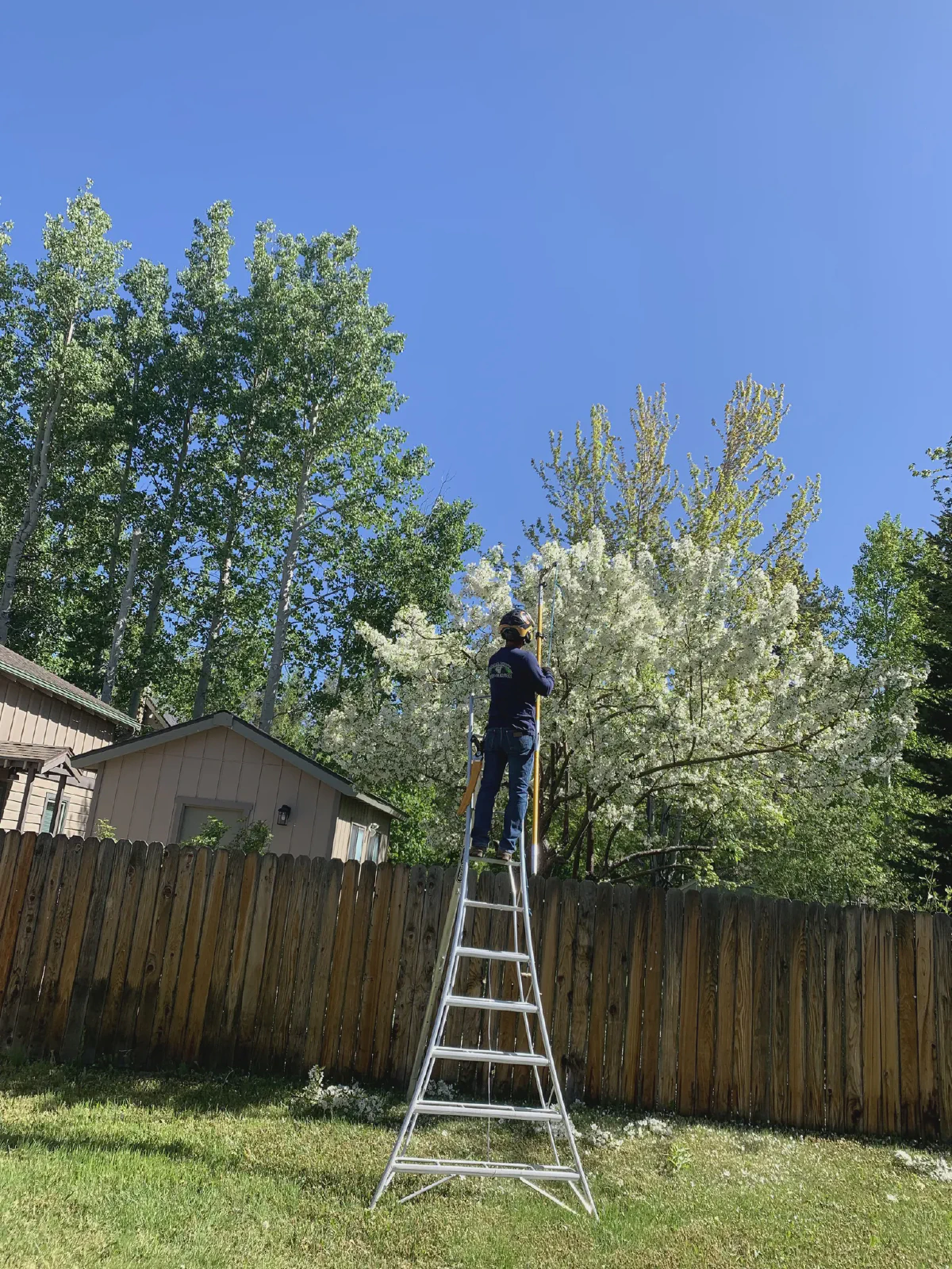 Tree Trimming