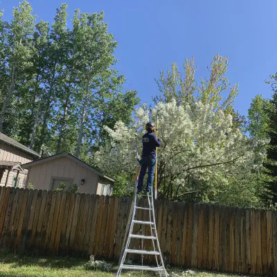 Tree Trimming
