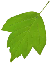 leaf 